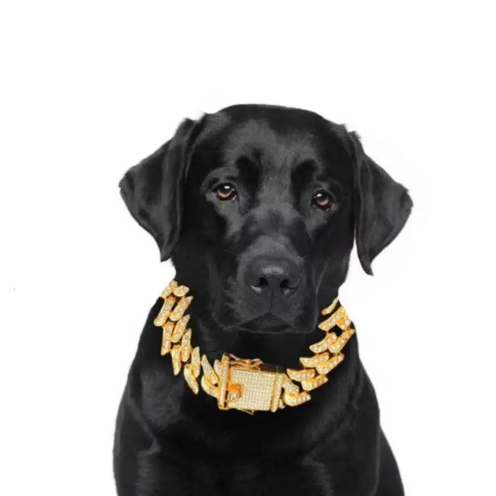 Collier décoratif en or avec diamants pour chien